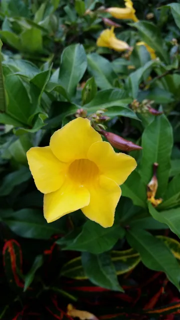 Jacksonville Beach Parks & Rec