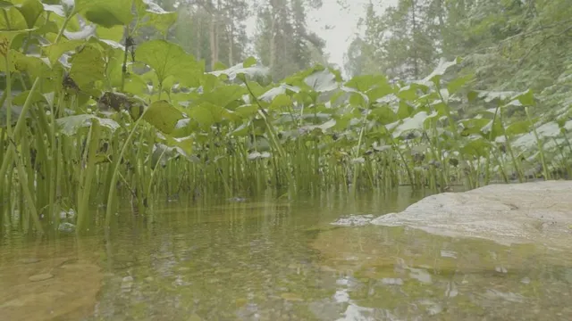 Silverdale Rotary Gateway Park