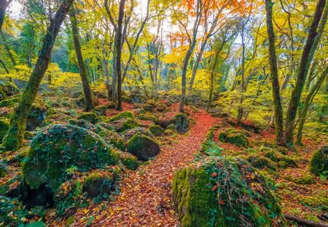 Monumento Naturale Bosco del Sasseto
