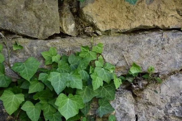 Záchranná stanice Pasíčka