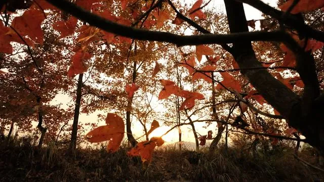 Tai Tong Sweet Gum Woods
