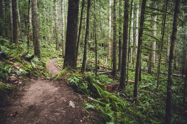 Tiger Mountain State Forest