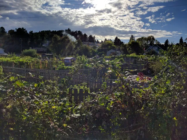 Thistle P-Patch Community Garden