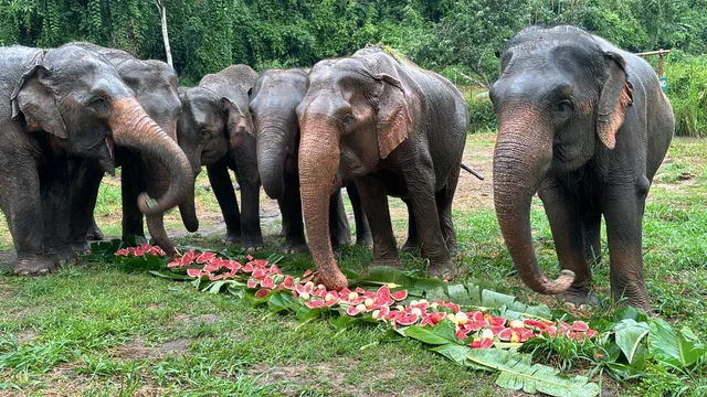 PON ELEPHANT THAILAND (ELEPHANT PARK)