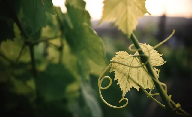 Vinedos Mina Penelope