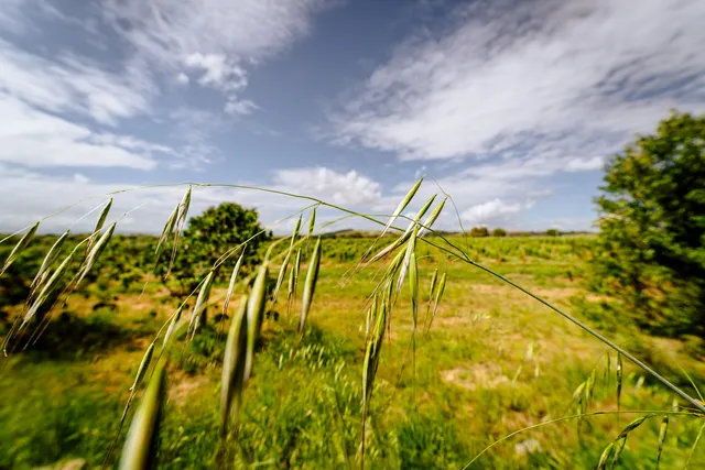 Agriturismo Bio Podere 109 - Wine & Food nel Parco della Maremma