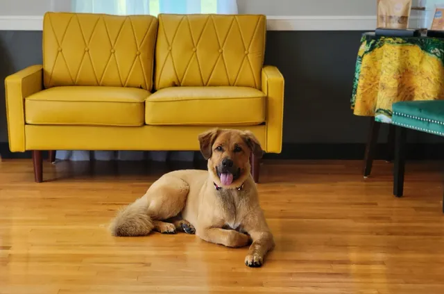 Swaggy Dog Grooming Lounge