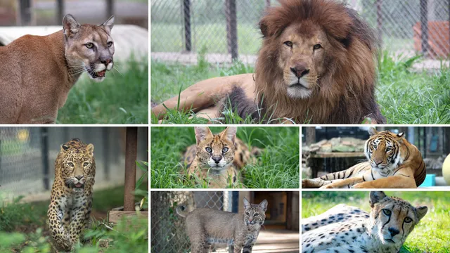 In-Sync Exotics Wildlife Rescue & Educational Center
