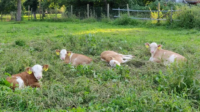 Biohof Reutter-Müller + Ferienwohnungen