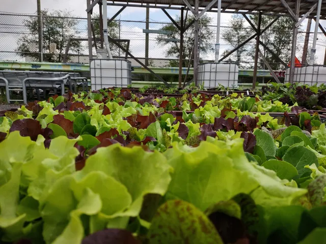 Cadillac Urban Gardens