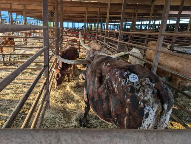 New Cambria Livestock Auction, LLC