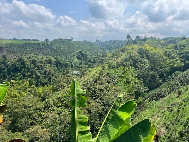 Coffee Tour La Palma