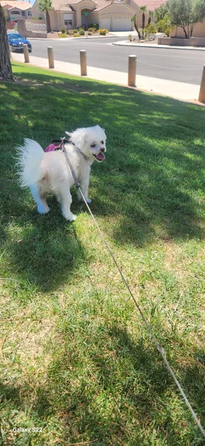 Barks and Bubbles Salon & Mobile Pet Grooming