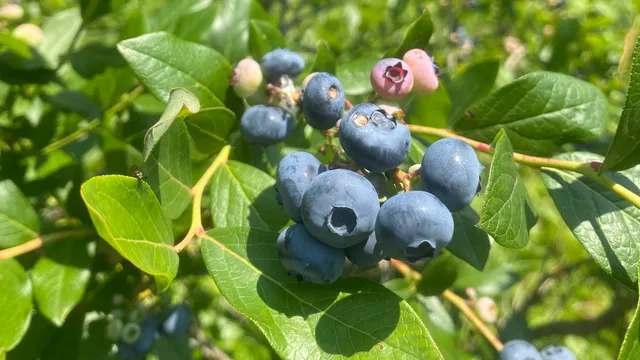 White Pine Berry Farm