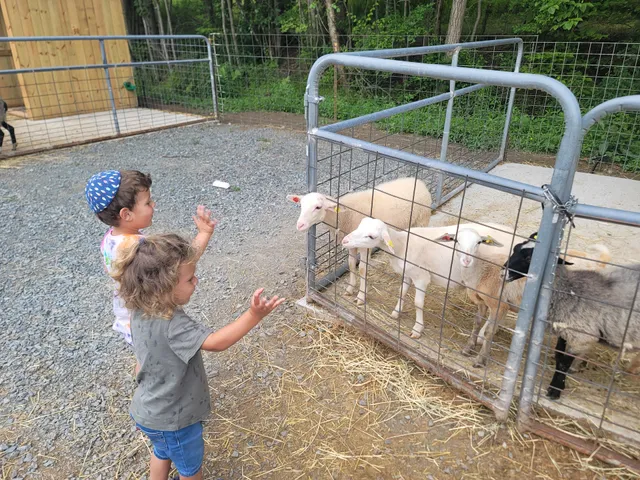 The Petting Zoo at Breezeway Farm