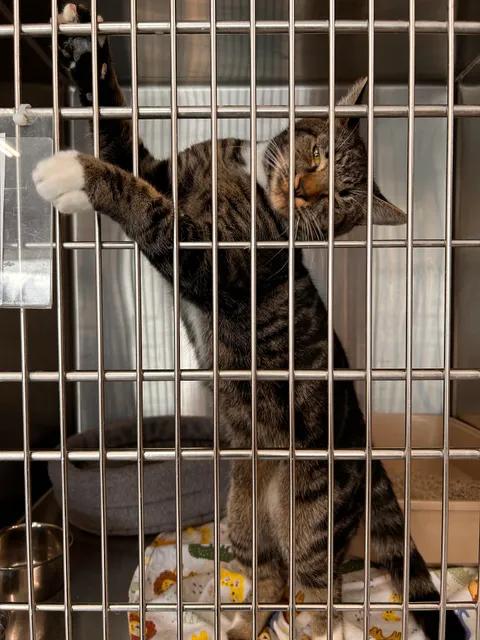 WAIF Cat Adoption Center