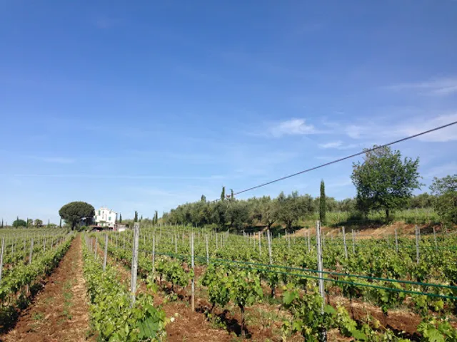 Azienda Agricola Le Rose