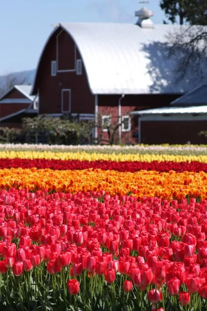The Tulip Barn