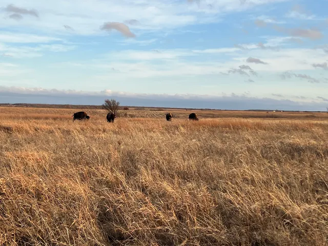 Joseph H. Williams Tallgrass Prairie Preserve