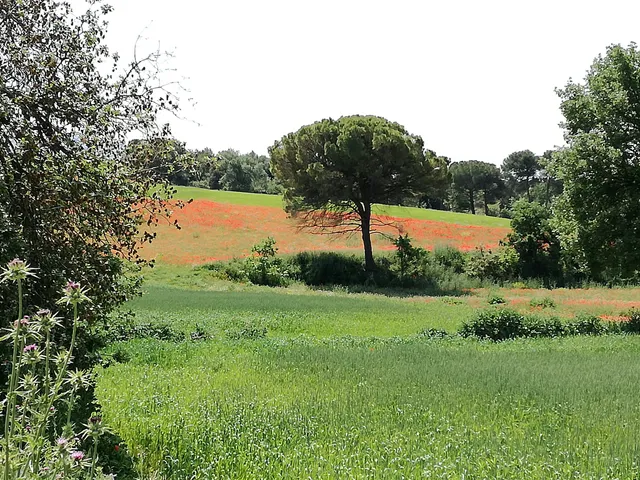 Consorcio del Parque del Espacio de Interés Natural de Gallecs