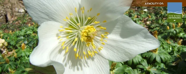 Aullwood Garden MetroPark