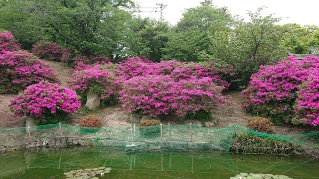 Kunihoko Tsutsuji Park