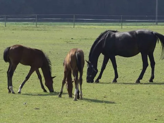 Perkins Road Community Park
