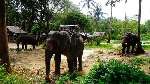 Elephant Village