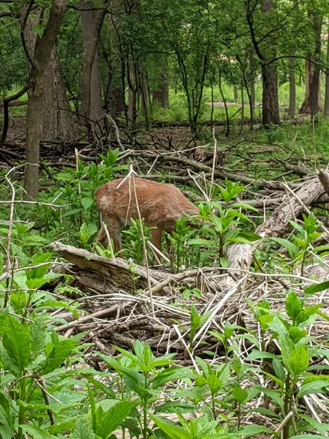 North Park Walking Stick Woods Natural Area