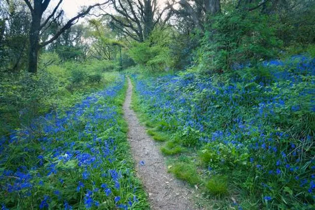 Holyford Woods Local Nature Reserve
