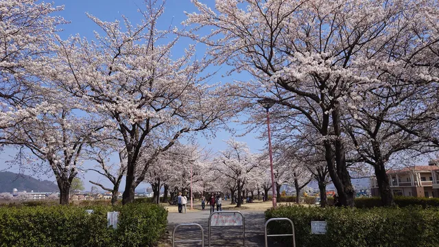 Arakawa Sakura-zutsumi Park