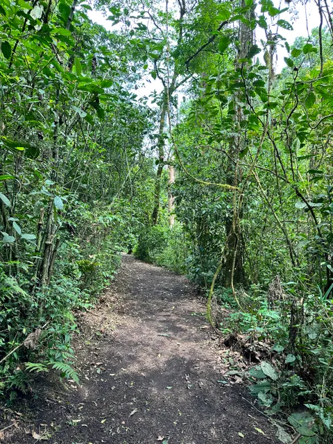 Santuario Del Bosque De Niebla