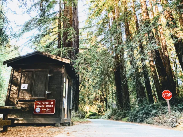 The Forest of Nisene Marks State Park