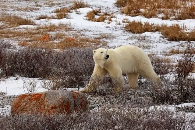 Wapusk National Park
