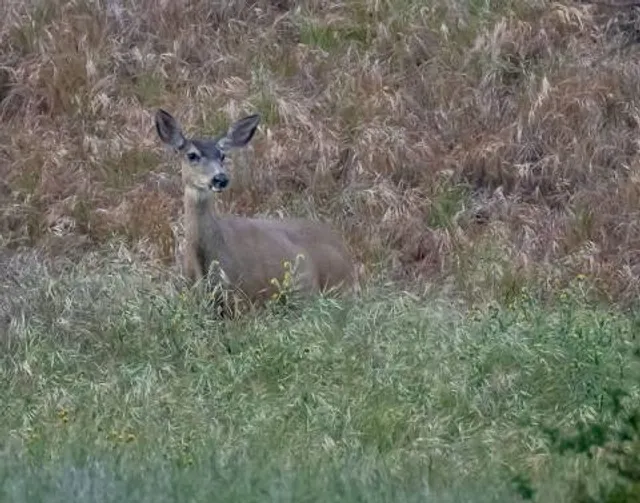 Wildwood Canyon State Park