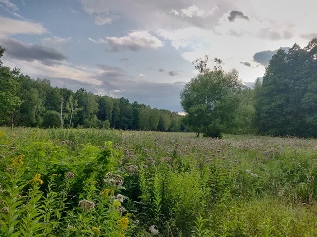 Nature reserve Meadow Kalinowa
