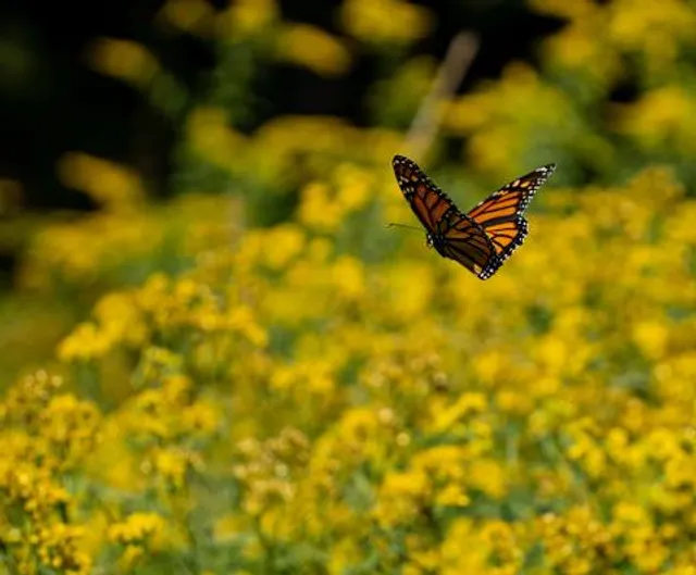 Hammersley Wild Area