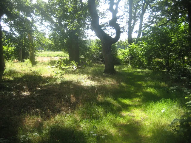 Langå Egeskov - oplev en "græsningsskov" som på et Guldalder maleri