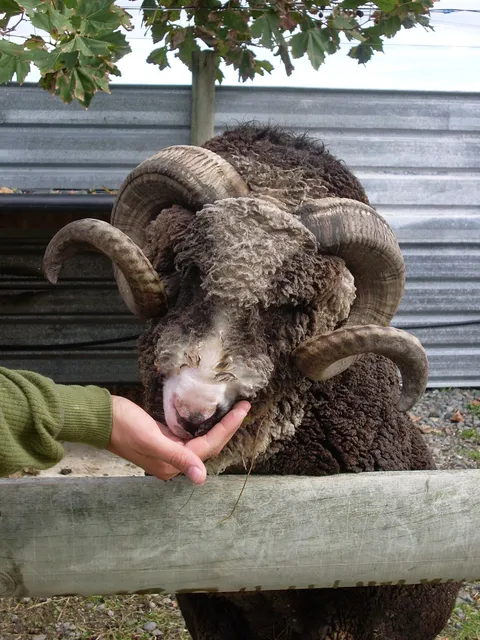 Hawkes Bay Farmyard Zoo