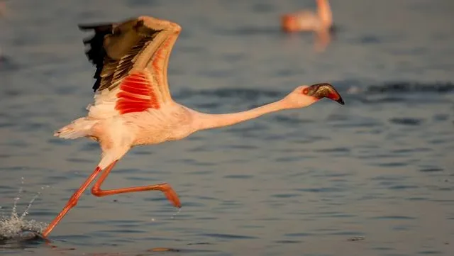 Bird Watching Area, Bhandup West