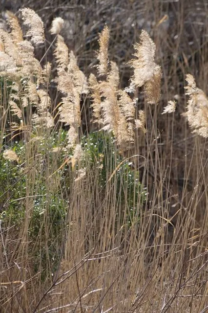 "Park w Reptach i dolina rzeki Dramy" Natural and Landscape Complex