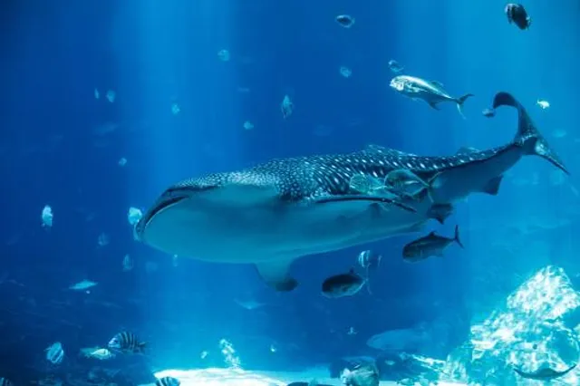 Georgia Aquarium