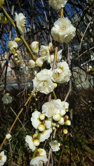 photo-2