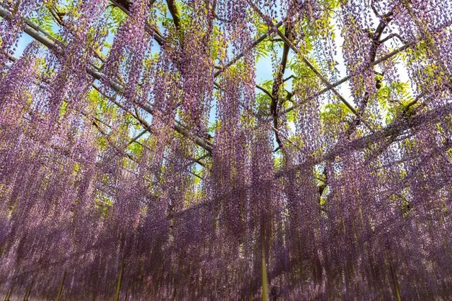 Hasamashizenkansatsu Park