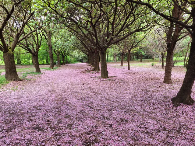 Parco Pubblico Lissone - Bosco Urbano e il Laghetto