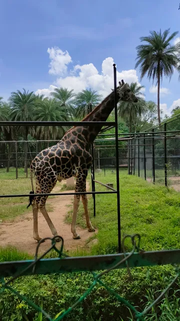 Giraffe