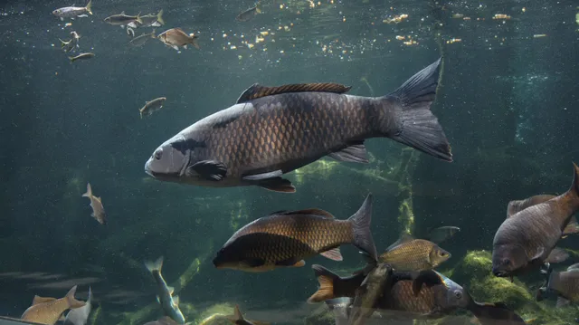 バンショウオサカナカン