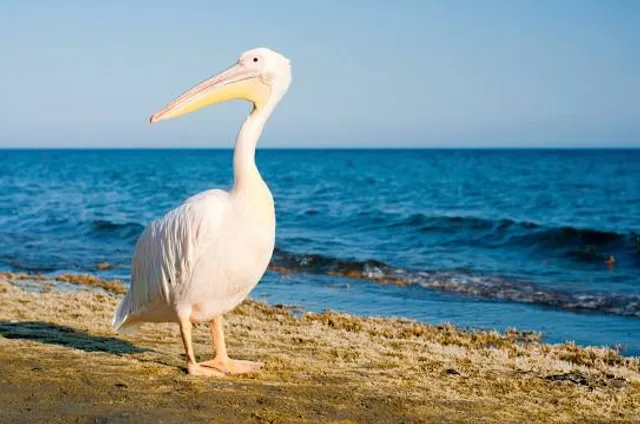 The Big Pelican