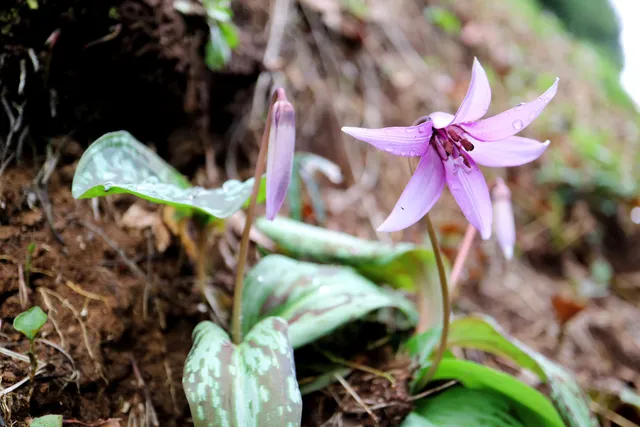 Erythronium dens-canis colony