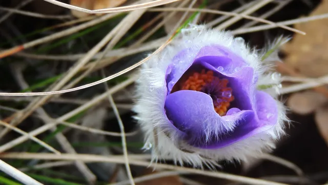 Park prirode Papuk - UNESCO Global Geopark